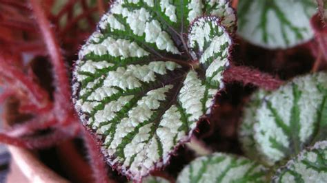 begonia white spots on leaves